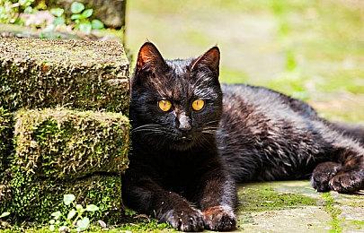 黑暗奇幻风Roguelike新作《欺诈领主》现已发售，九大门徒玩法介绍！